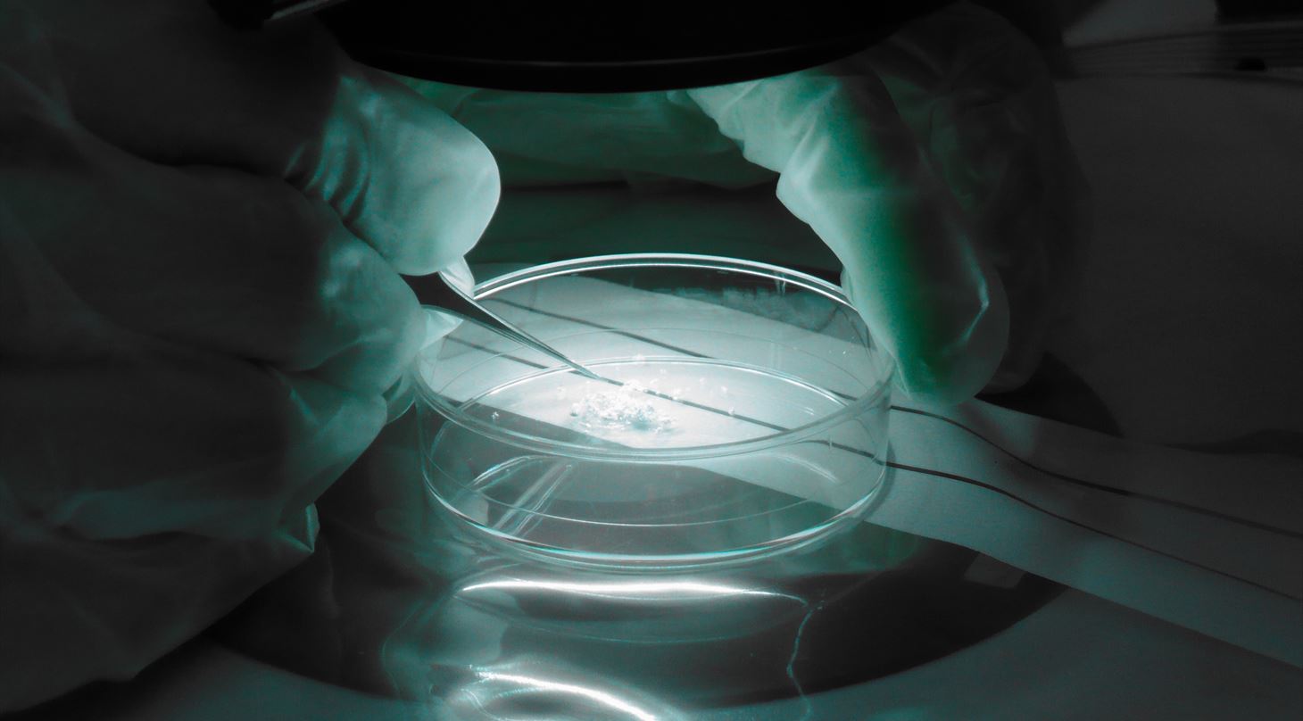 Hvide partikler på et prøveglas under et lysmikroskop